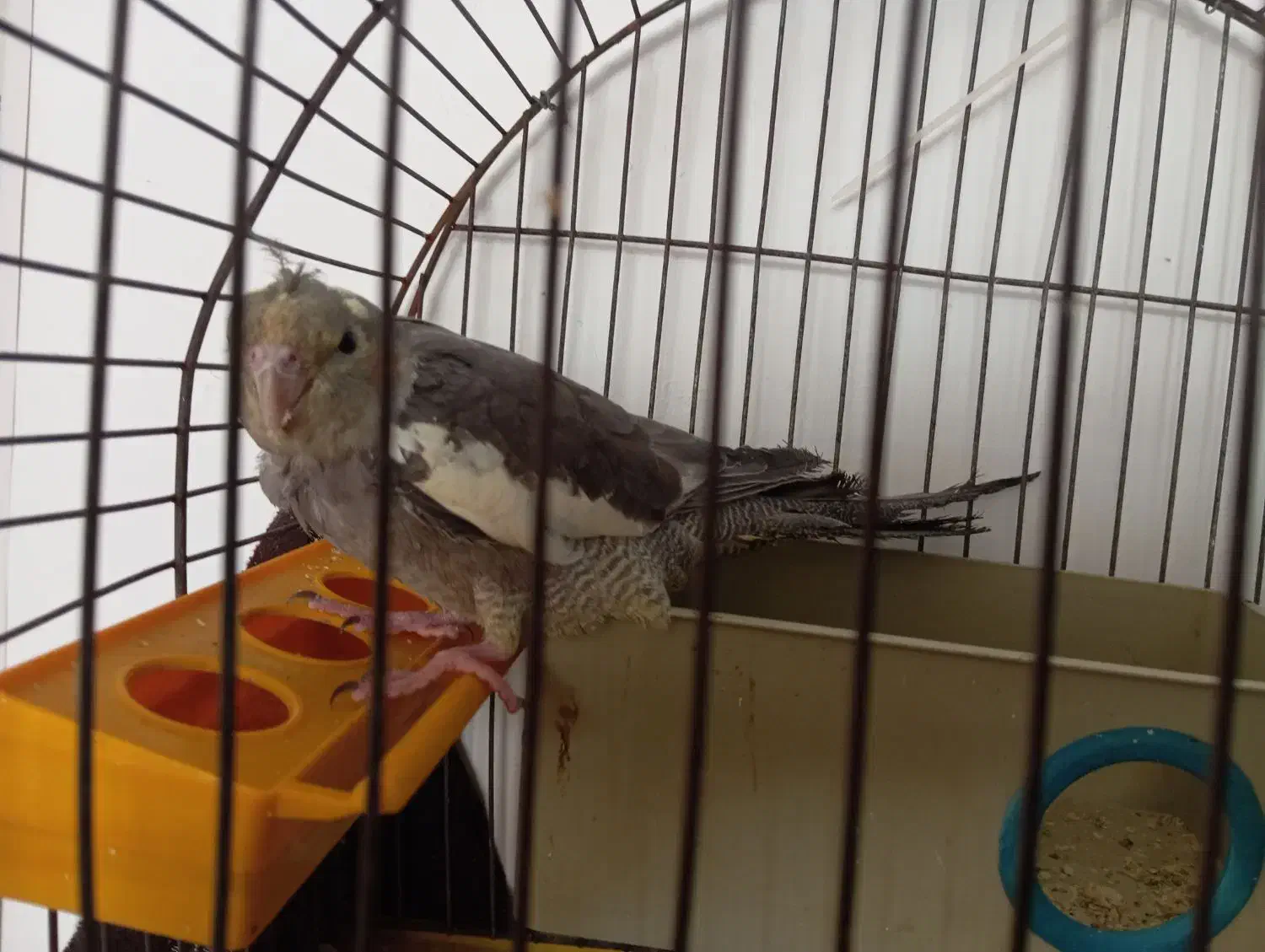 پرنده|پرنده|مهدی شهر, |دیوار