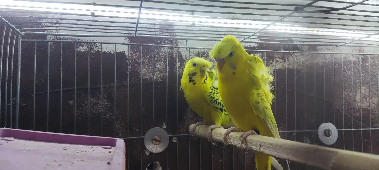 مرغ عشق پروانه ای مولد|پرنده|زیرکوه, |دیوار