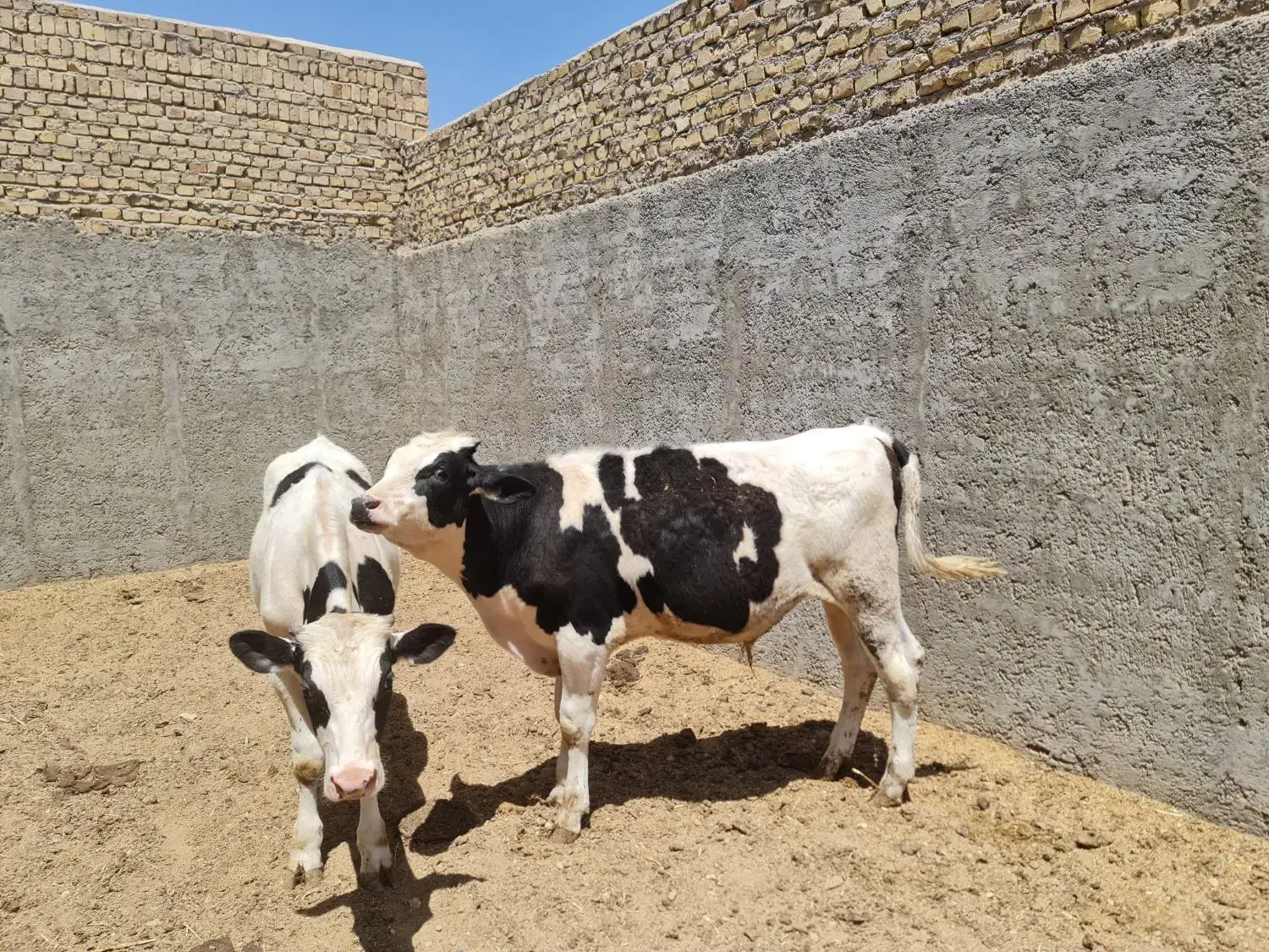 گوساله نر وماده|حیوانات مزرعه|یزد, |دیوار