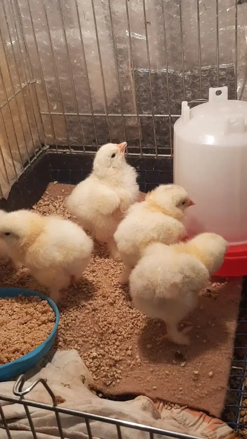 فروش تخم نطفه دار برهما وجوجه یه روزه به بالا|حیوانات مزرعه|اصفهان, شهید رجایی|دیوار