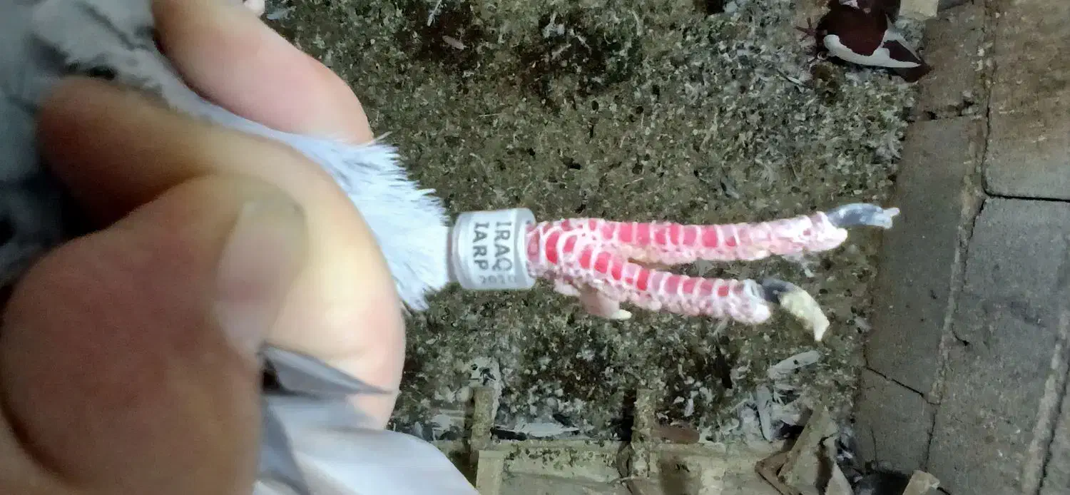 نر دوری|پرنده|دزفول, |دیوار