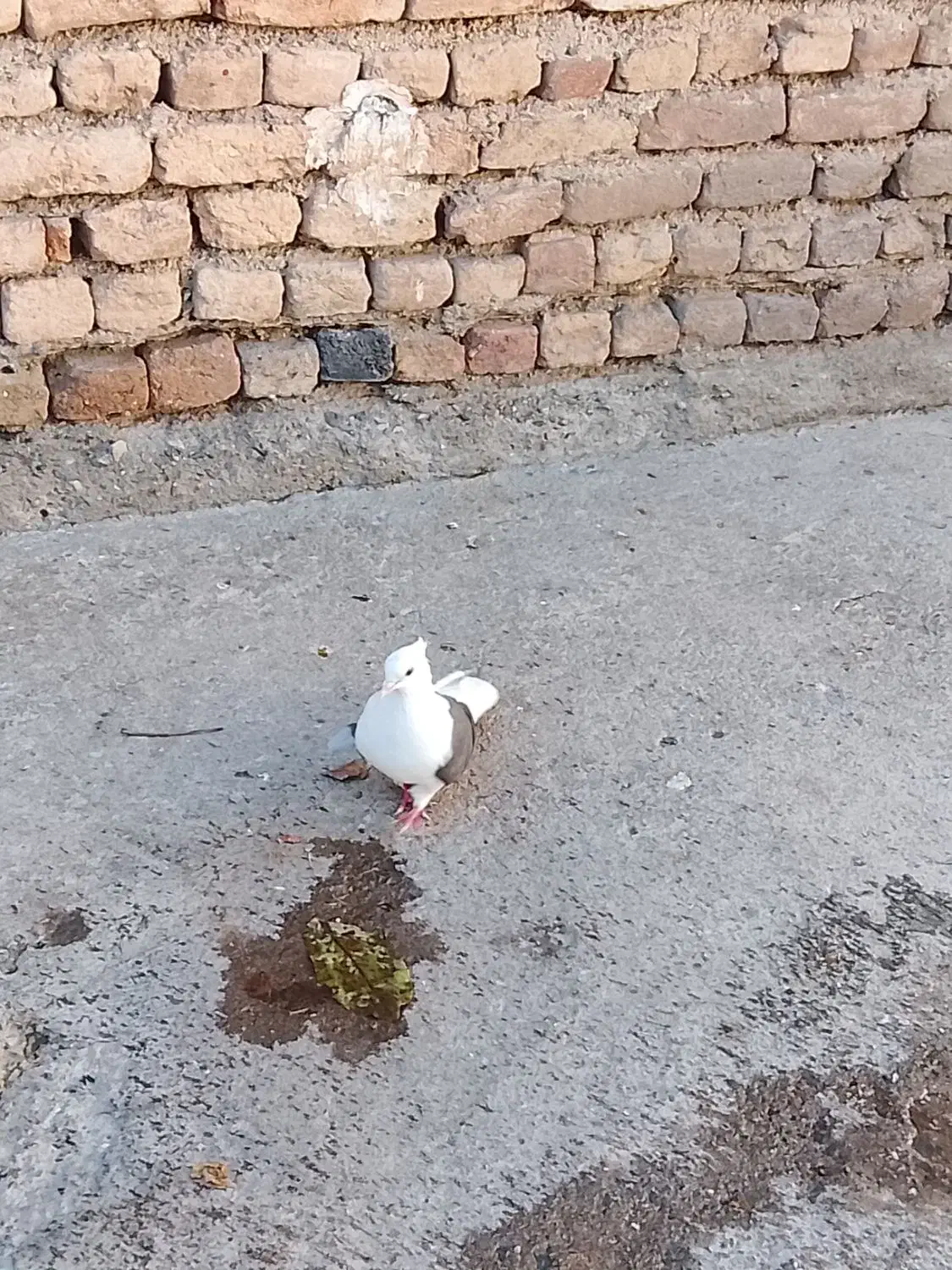 کبوتر شون سیاه|پرنده|شیروان (لرستان), |دیوار