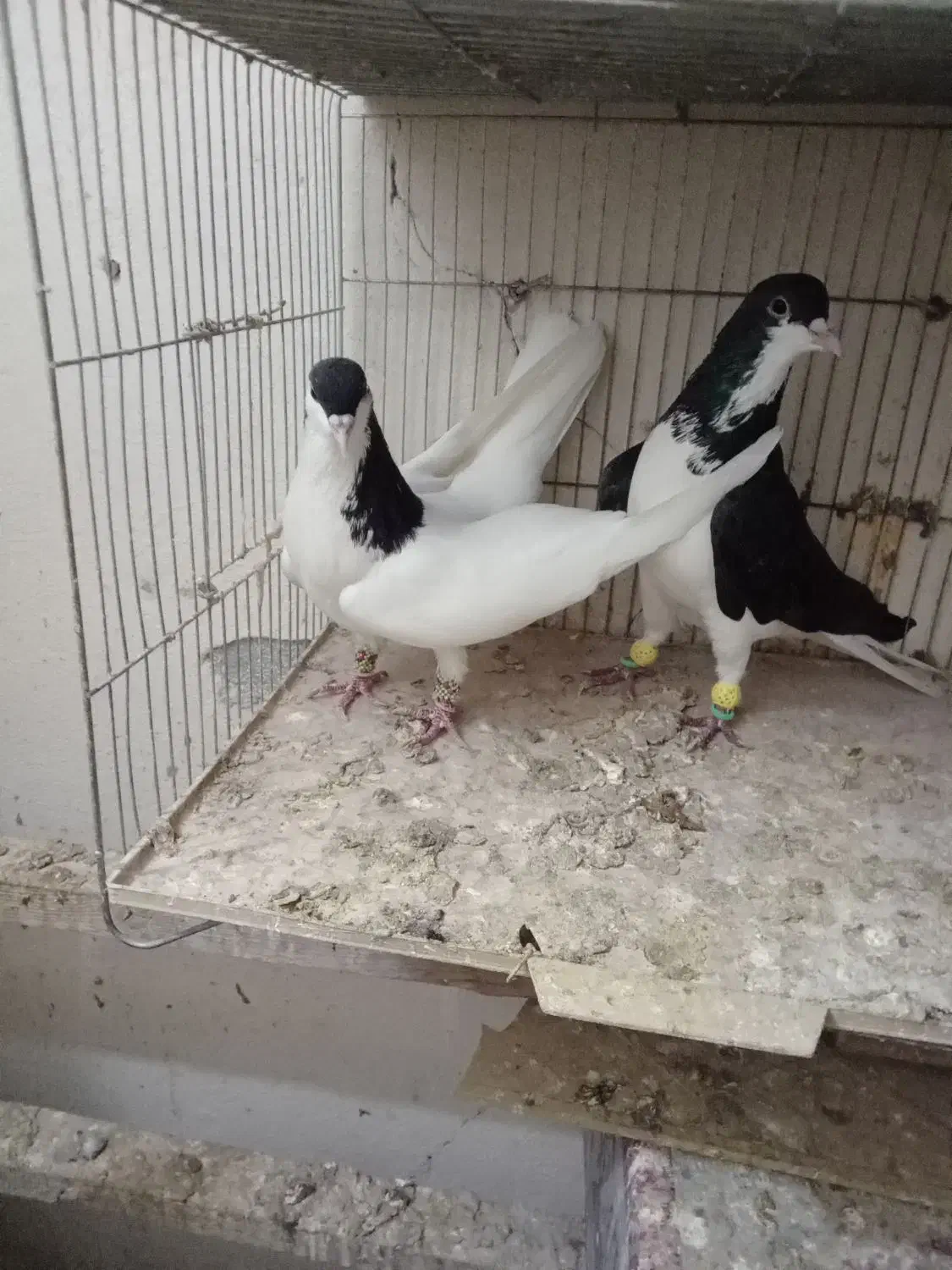 دوجفت سیاه پوش|پرنده|قزوین, |دیوار