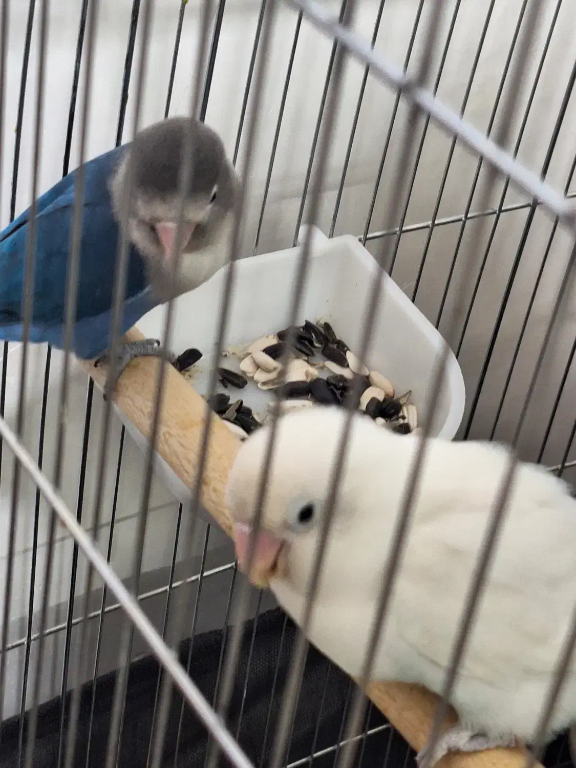 طوطی برزیلی|پرنده|نسیمشهر, |دیوار