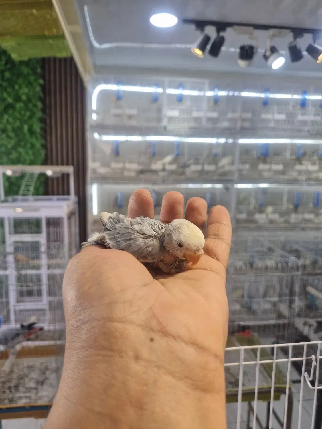 سرلاکی برزیلی|پرنده|قشم, |دیوار