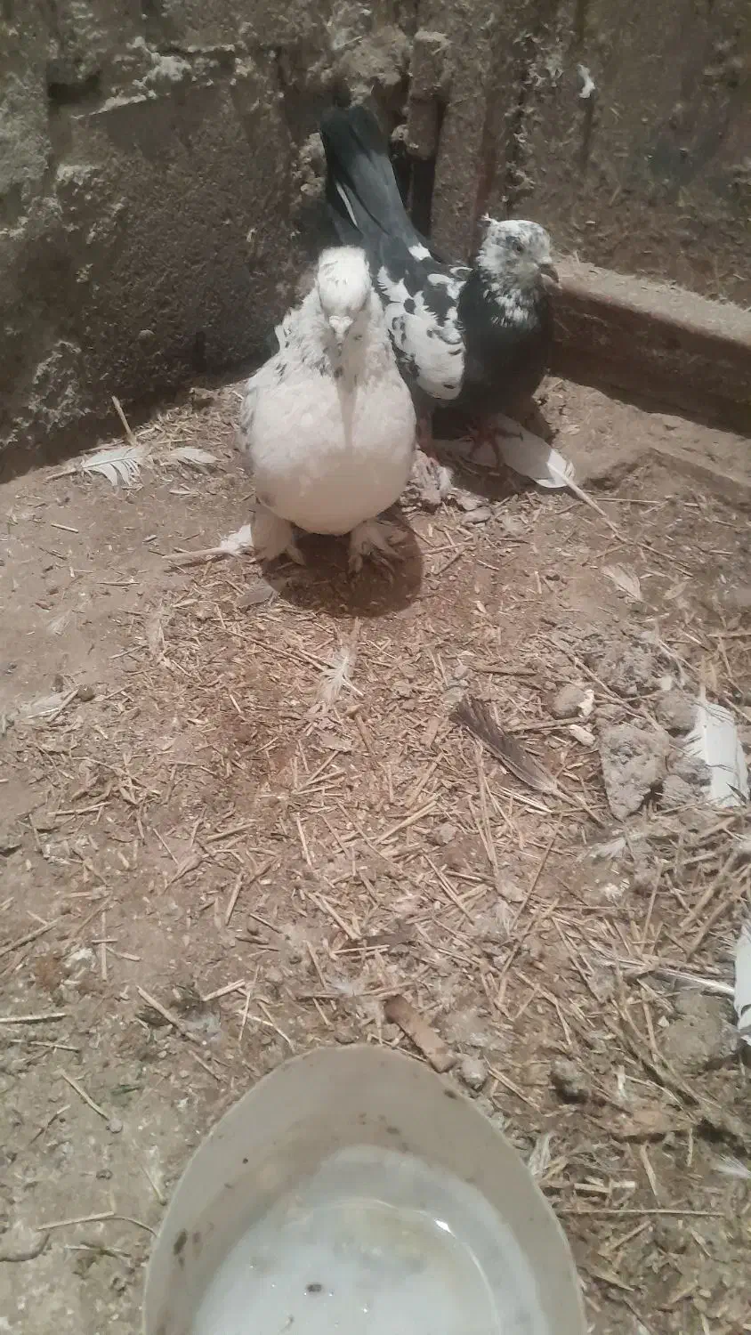 پرشی|پرنده|لیلان, |دیوار