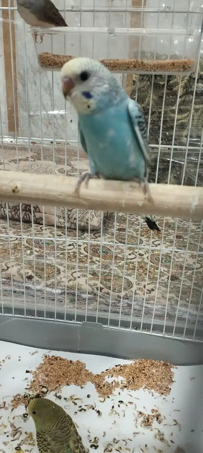 جوجه مرغ عشق|پرنده|سراوان, |دیوار