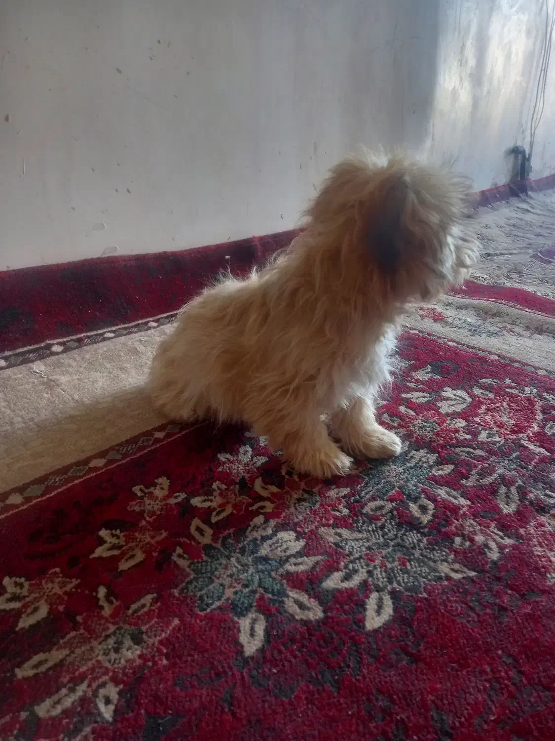 فروش سگ آپارتمانی بسیار آرام وشیرین|سگ|سبزوار, امام خمینی (ناوی)|دیوار