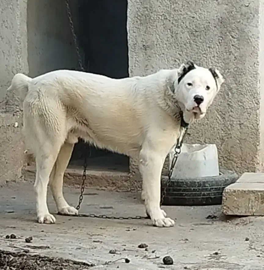 آلابای/سگ /گله ای /نگهبانی/م|سگ|تهران, سعادتآباد|دیوار