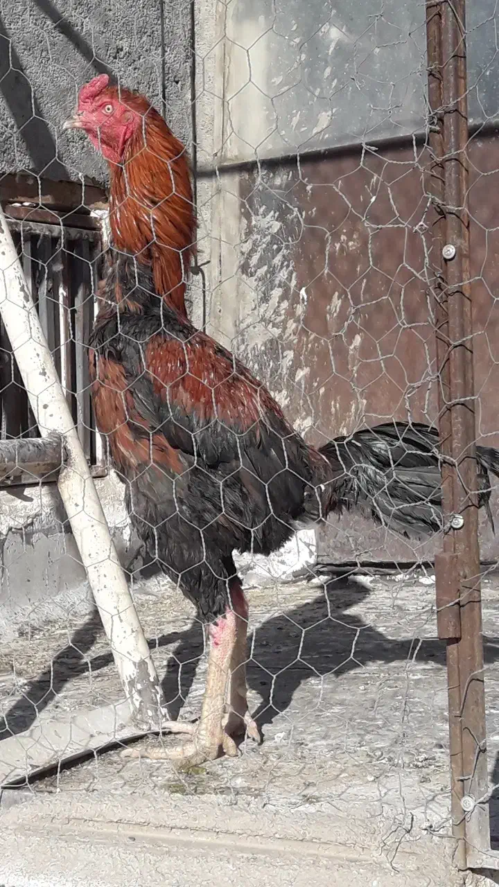 خروس|حیوانات مزرعه|ابهر, |دیوار