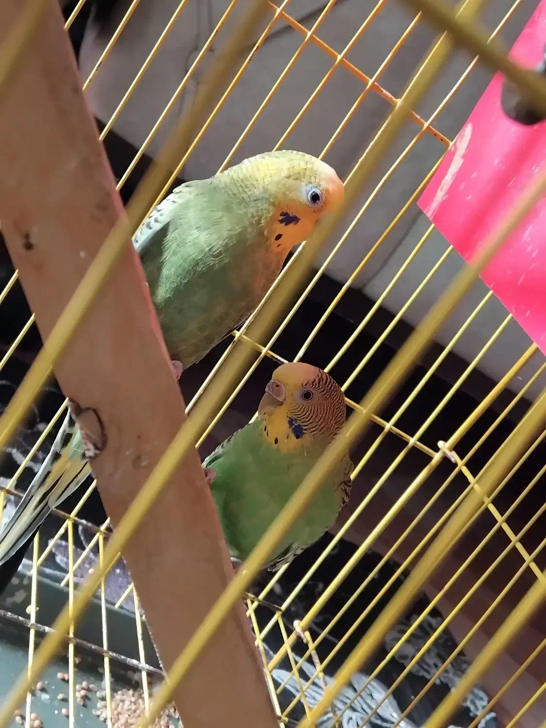 مرغ عشق|پرنده|سلماس, |دیوار