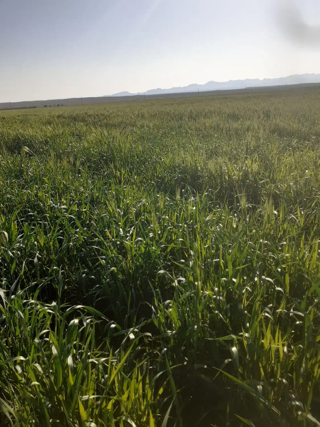 فروش گندم‌ نان|خوردنی و آشامیدنی|مهریز, |دیوار