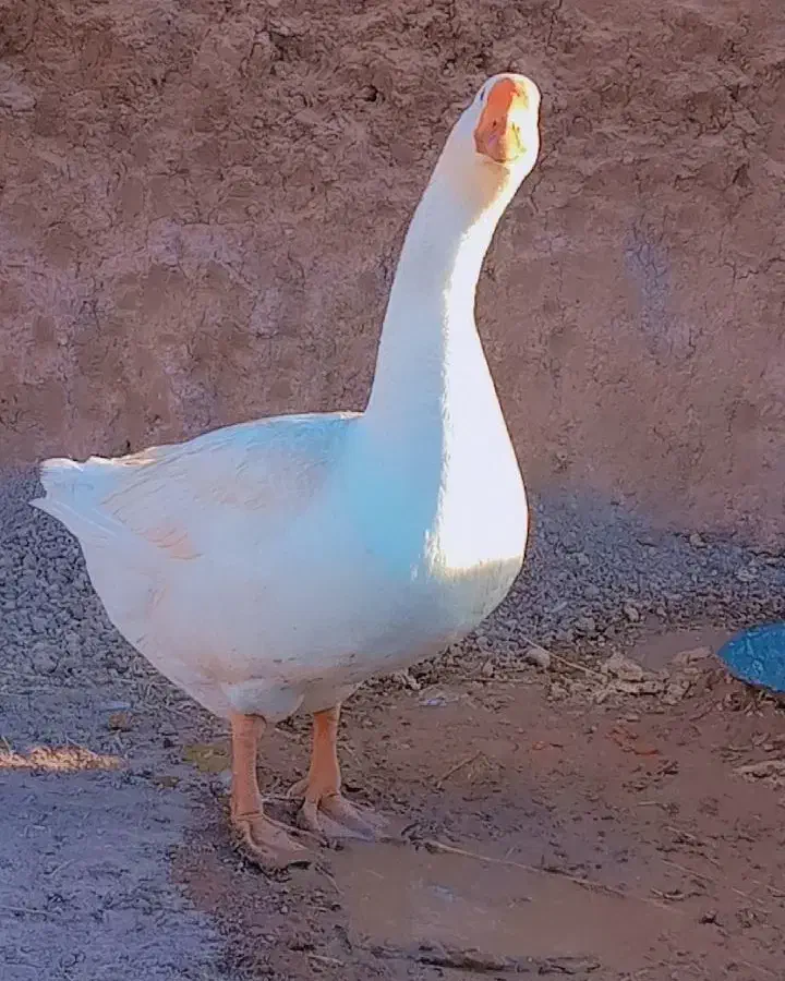 قو غاز نرجوان|حیوانات مزرعه|قزوین, |دیوار