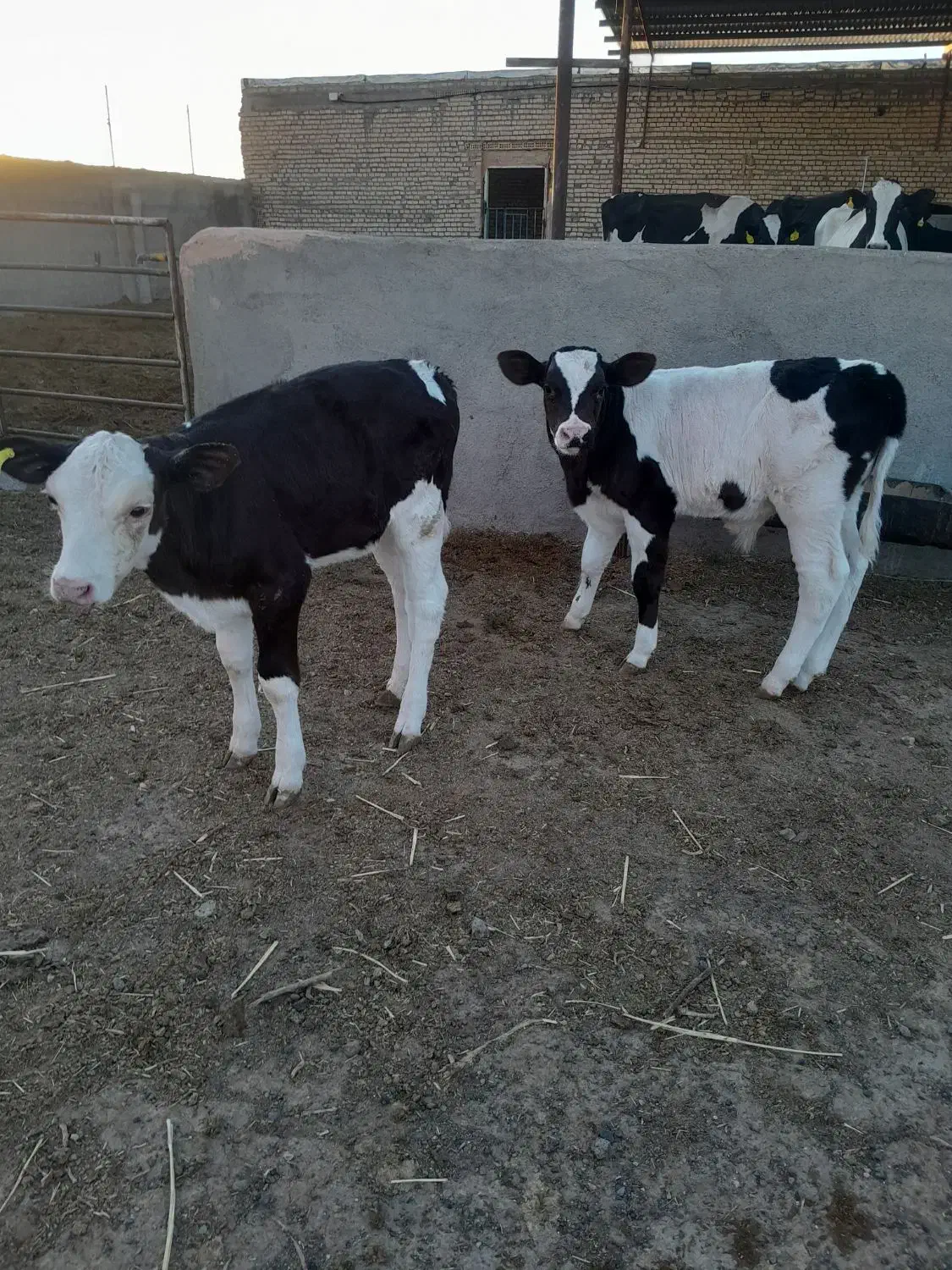 با سلام دو راس گوساله بفروش میرسد|حیوانات مزرعه|باشتین, |دیوار