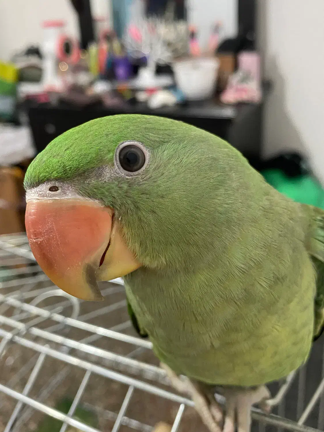 گمشده شاه طوطی|حیوانات|قزوین, |دیوار