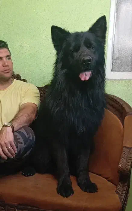 مجموعه guard dogs club توله های در عکس موجود هستن|سگ|ماهدشت, |دیوار