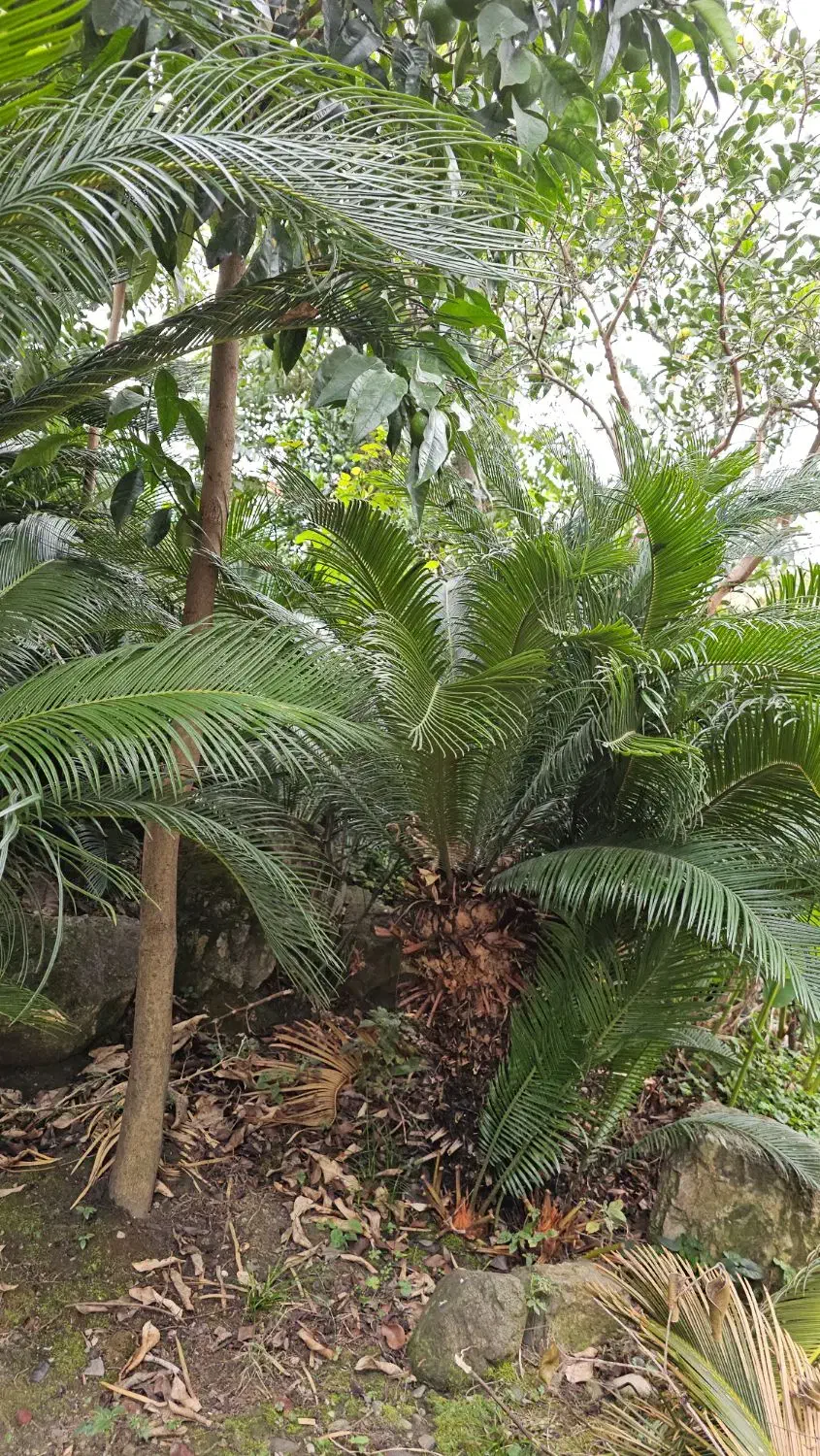 فروش سیکاس رامسر|گل و گیاه طبیعی|رامسر, |دیوار