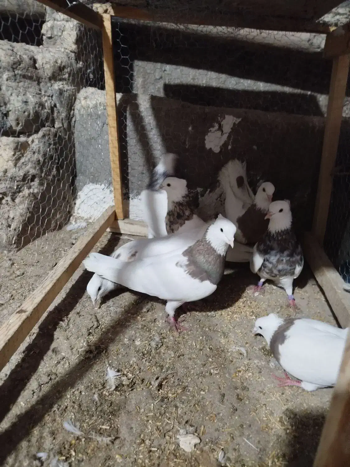 کبوتر|پرنده|کنگاور, |دیوار