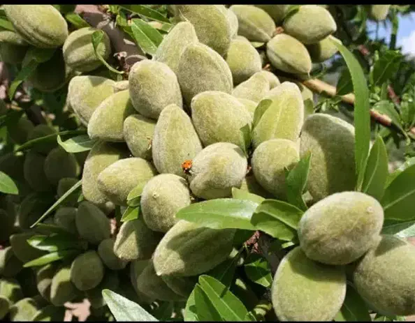 نهال پسته گردو|گل و گیاه طبیعی|شاهین دژ, |دیوار