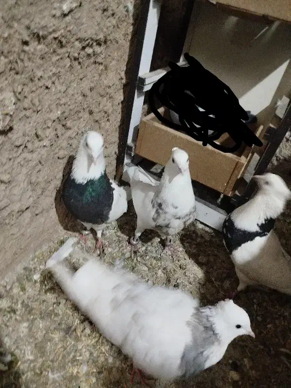 4عدد طوقی|پرنده|پیر سلیمان, |دیوار