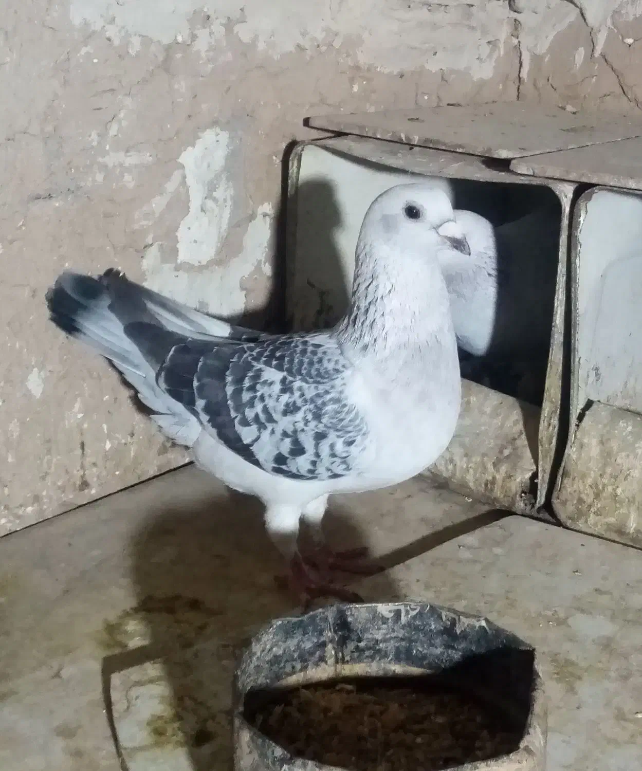 کود کفتری|خدمات باغبانی و درختکاری|زرند, |دیوار