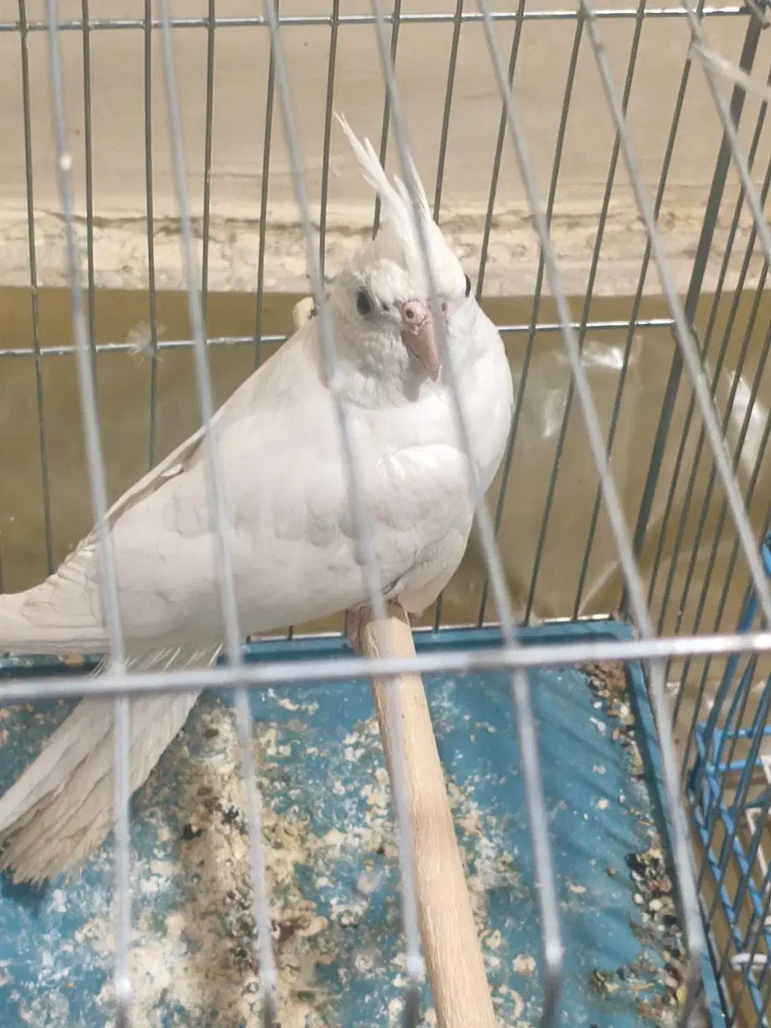 عروس هلندی|پرنده|بندر دیر, |دیوار