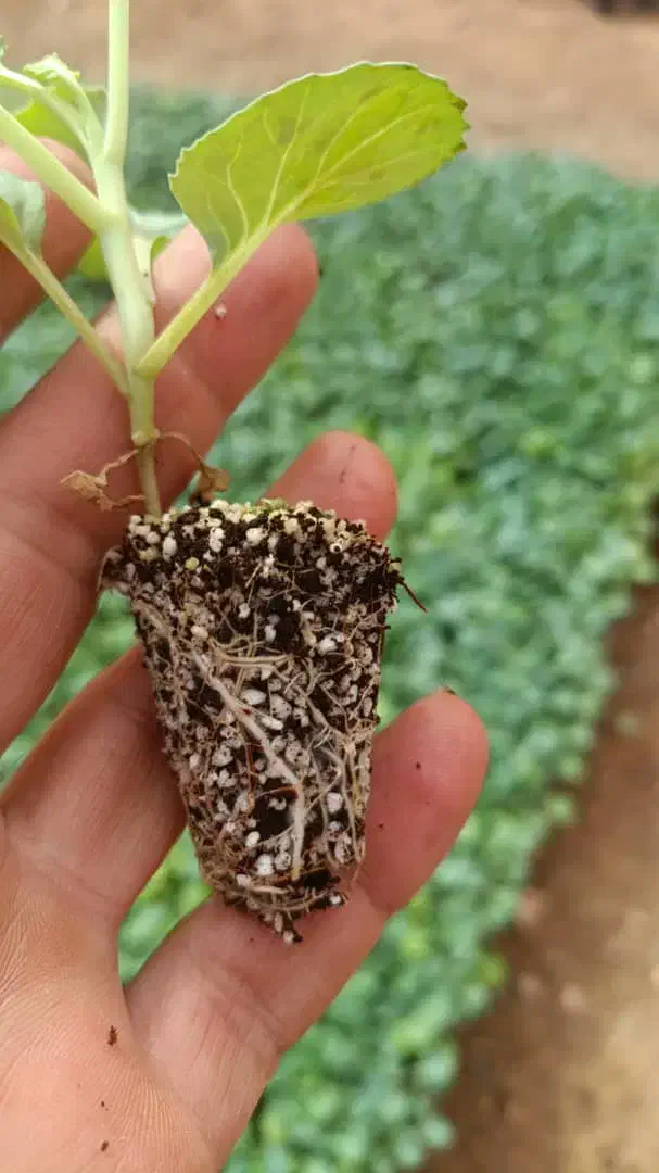 نِشآ کاهو کرفس کلم و...سفارش انواع نِشا|خدمات باغبانی و درختکاری|دزفول, |دیوار