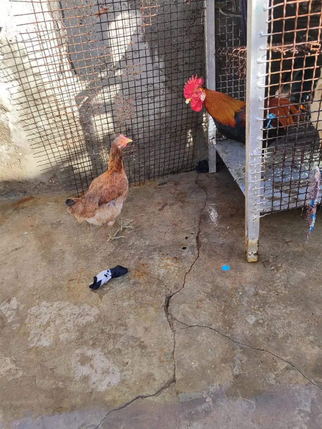 خروس|حیوانات مزرعه|مسجد سلیمان, |دیوار