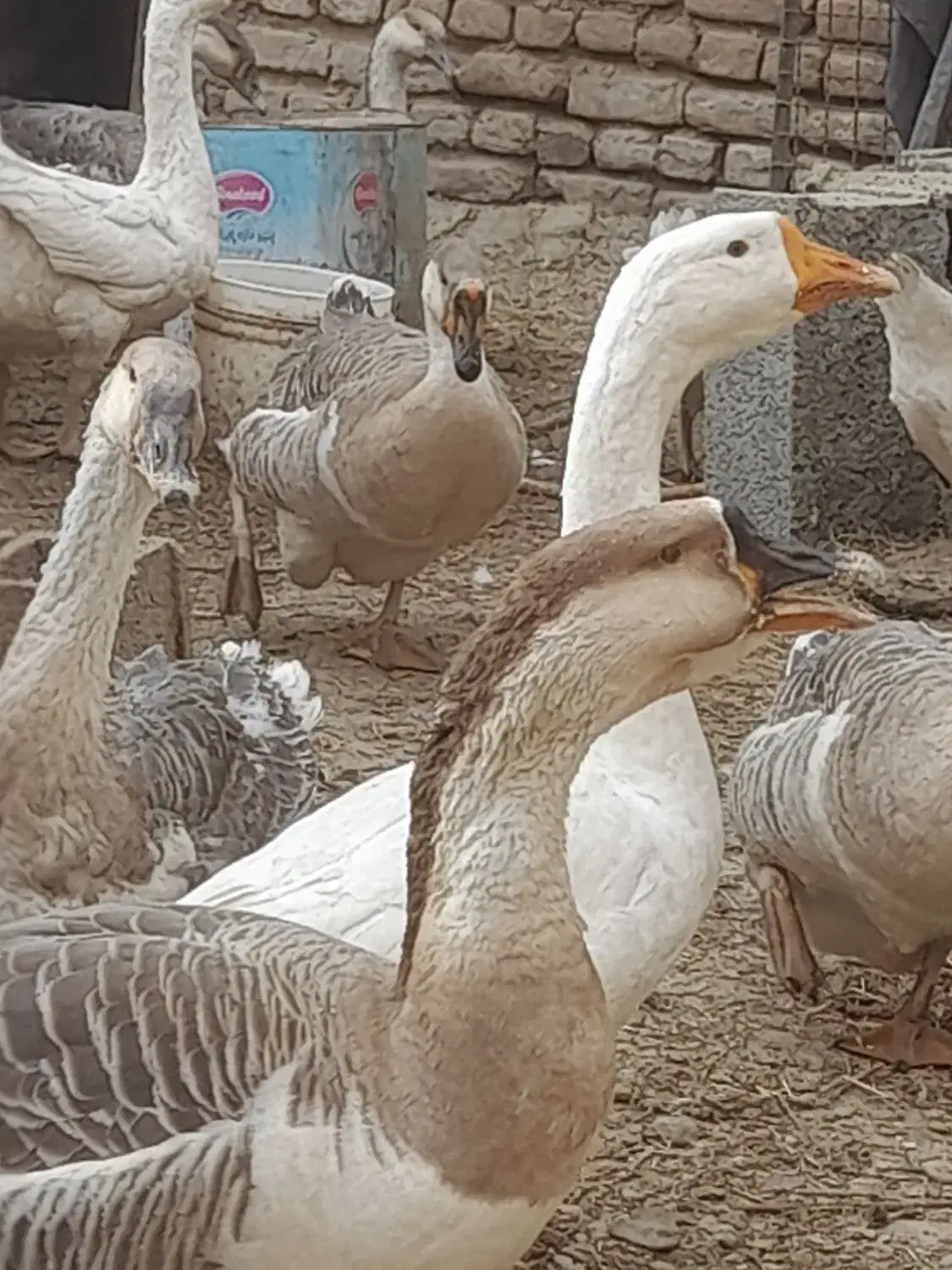 جوجه قوغاز، بوقلمون، اردک، خروس|حیوانات مزرعه|نیشابور, فضل|دیوار