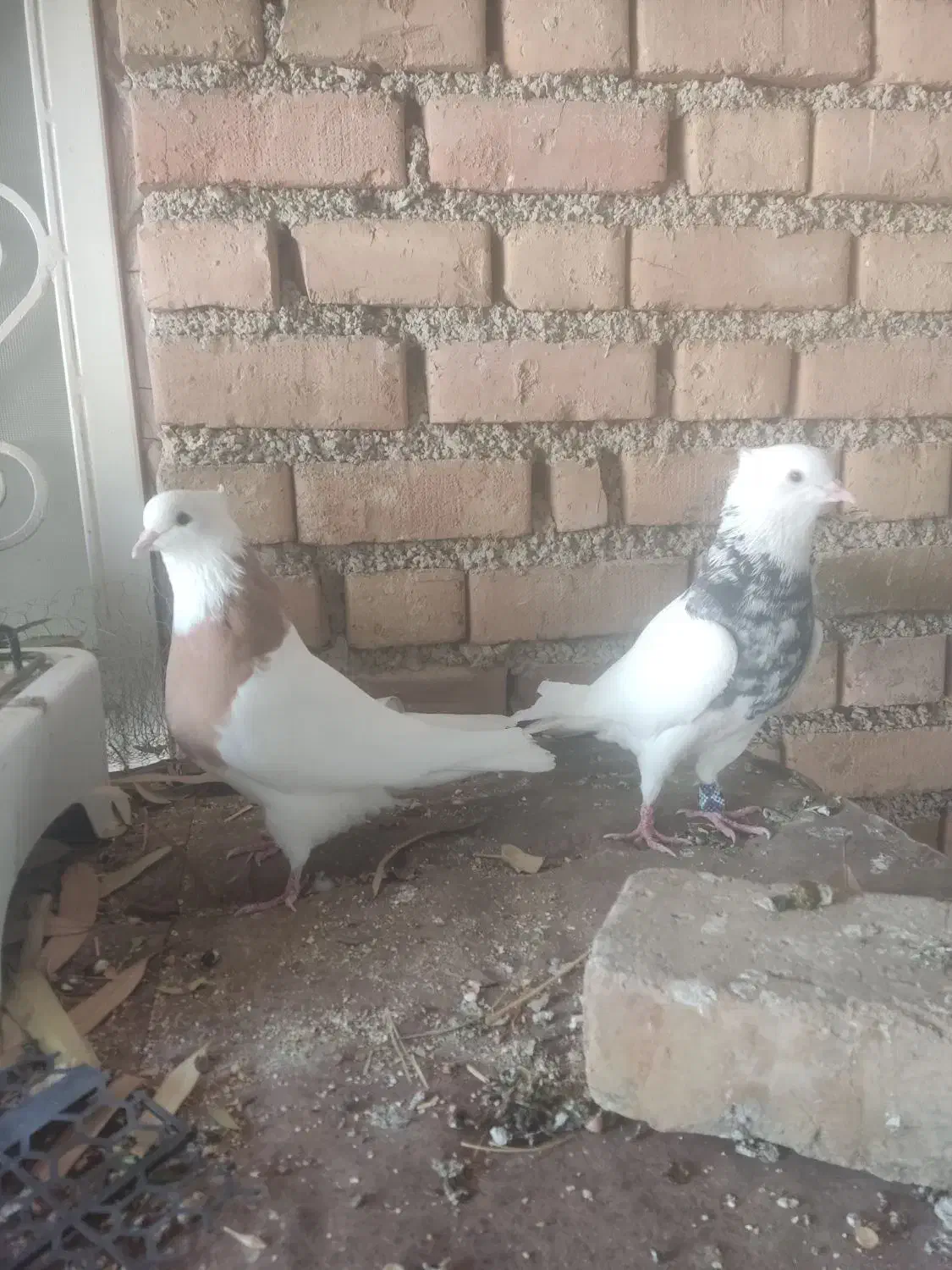 طوقی|پرنده|آبدانان, |دیوار