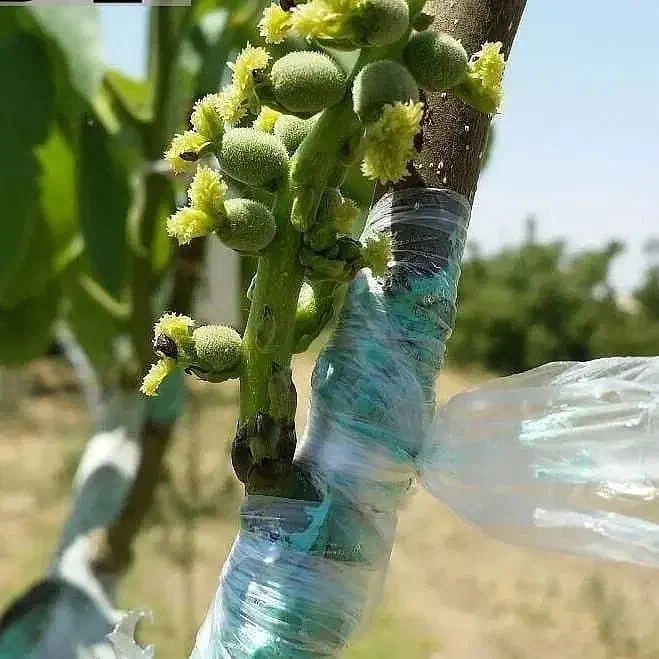 نهال گردوخوشه ای صادراتی|خدمات باغبانی و درختکاری|زنجان, |دیوار