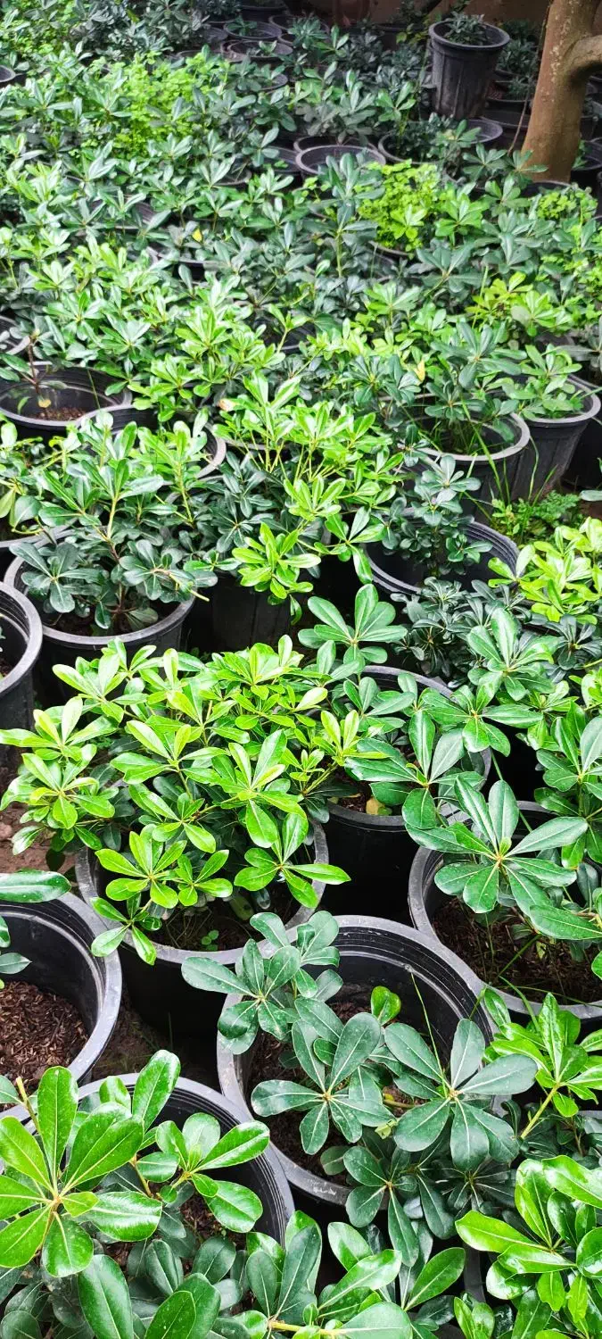 پیتسپروم،فوتونیا،یاس هلندی،لاوسون|گل و گیاه طبیعی|کلاچای, |دیوار