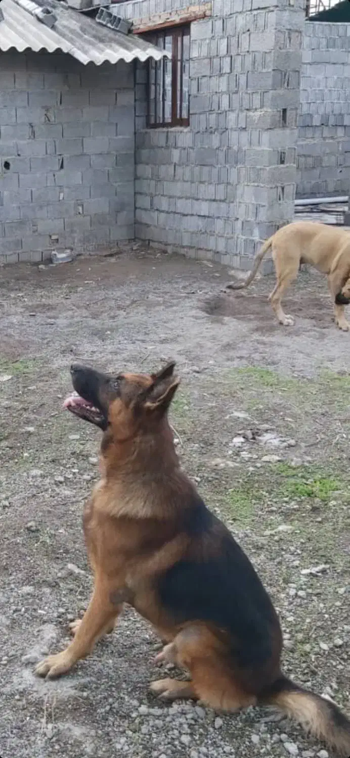 سگ ژرمن شیپرد نر|سگ|آمل, |دیوار