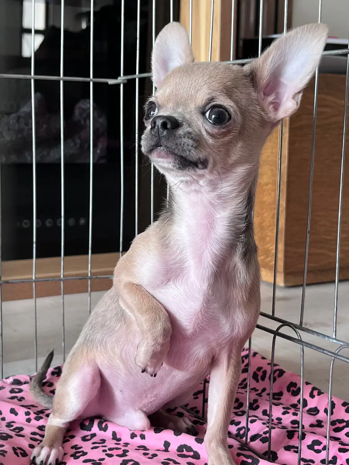 شیهواهوا اصیل|سگ|تهران, پردیسان|دیوار