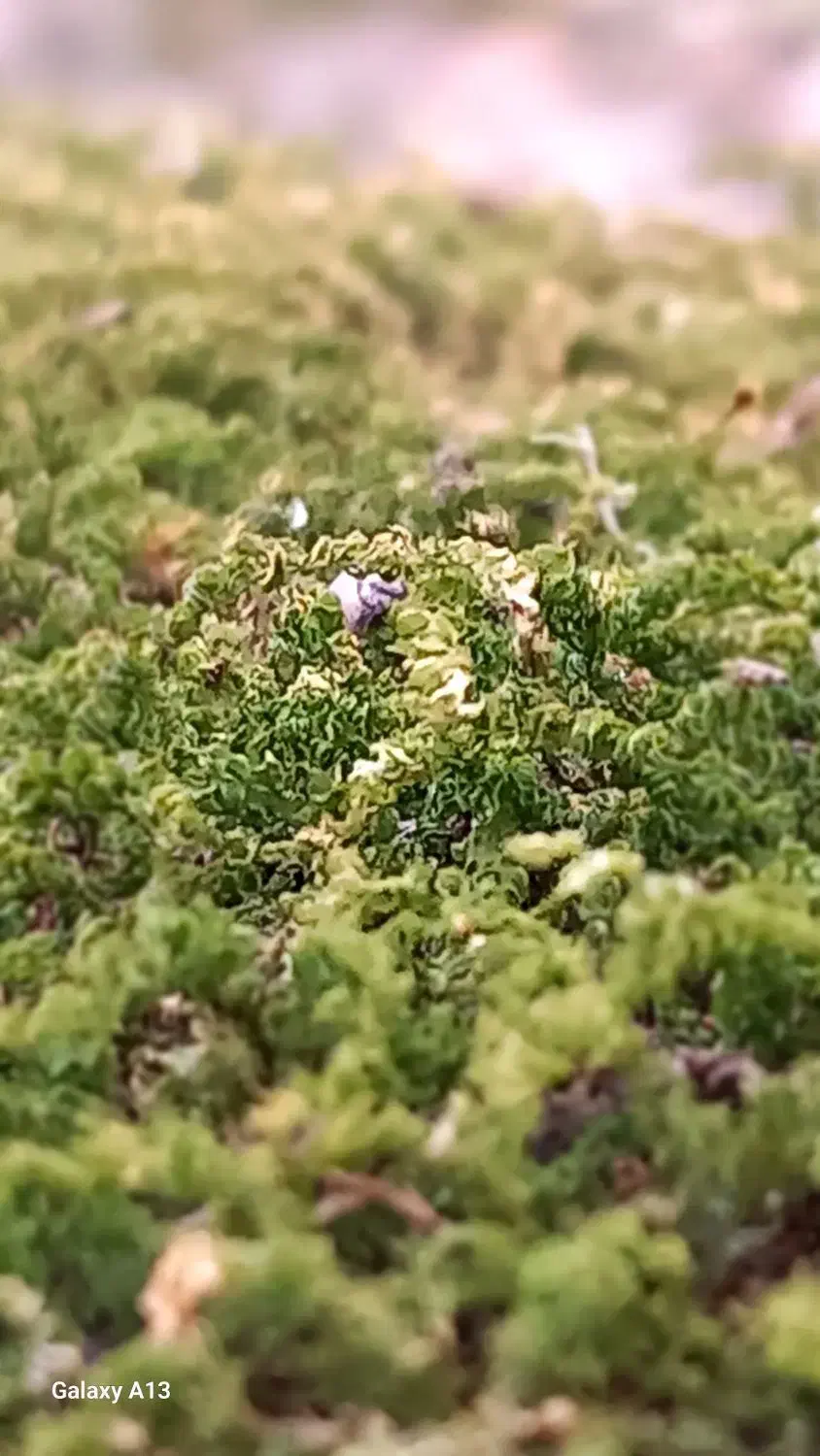 گواهینامه پیدا شده|اشیا|گنبد کاووس, |دیوار