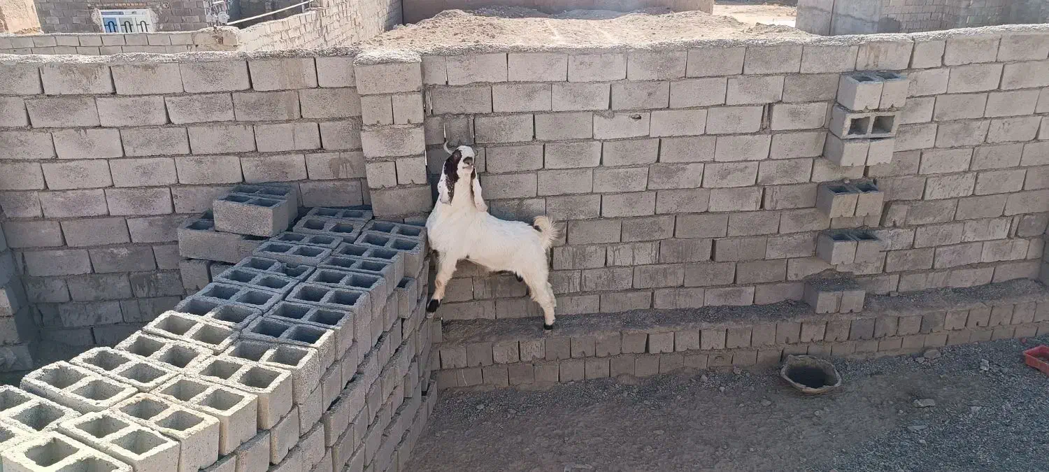 تکشاد|حیوانات مزرعه|تربت جام, جلگه موسی آباد|دیوار