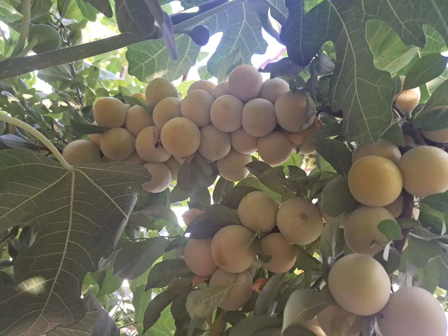 باغ فروشی|فروش خانه و ویلا|مشهد, کارمندان دوم|دیوار