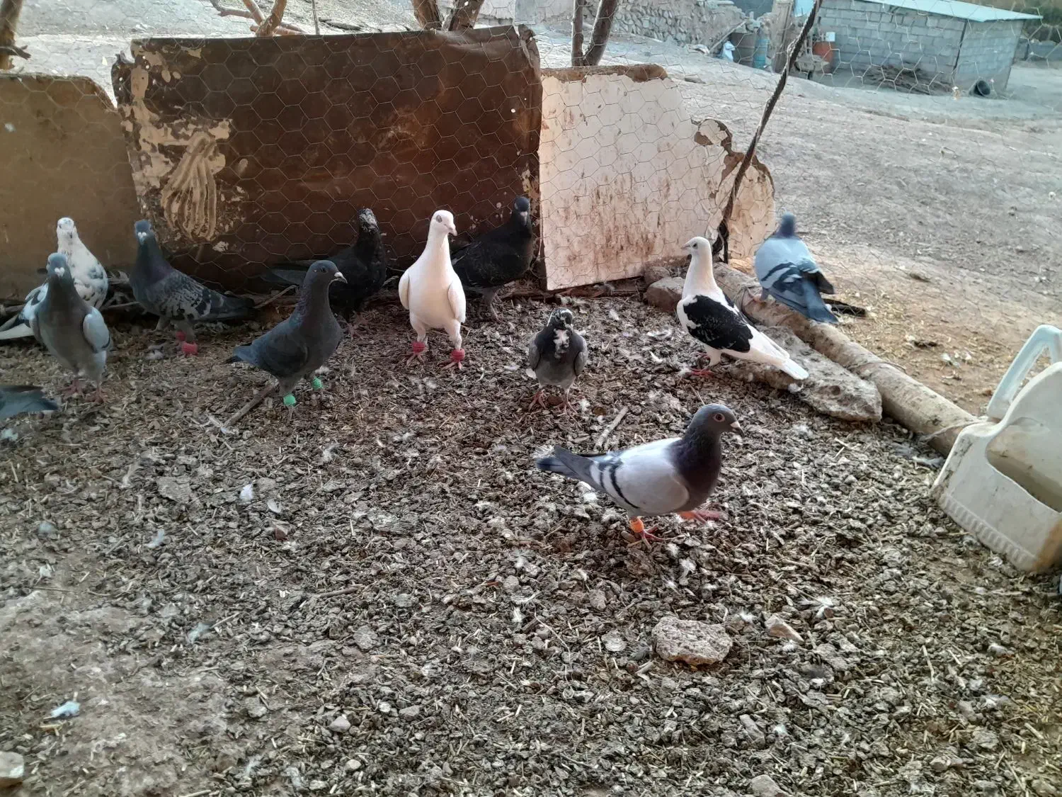 کبوتر|پرنده|تربتحیدریه, باغ سلطانی|دیوار