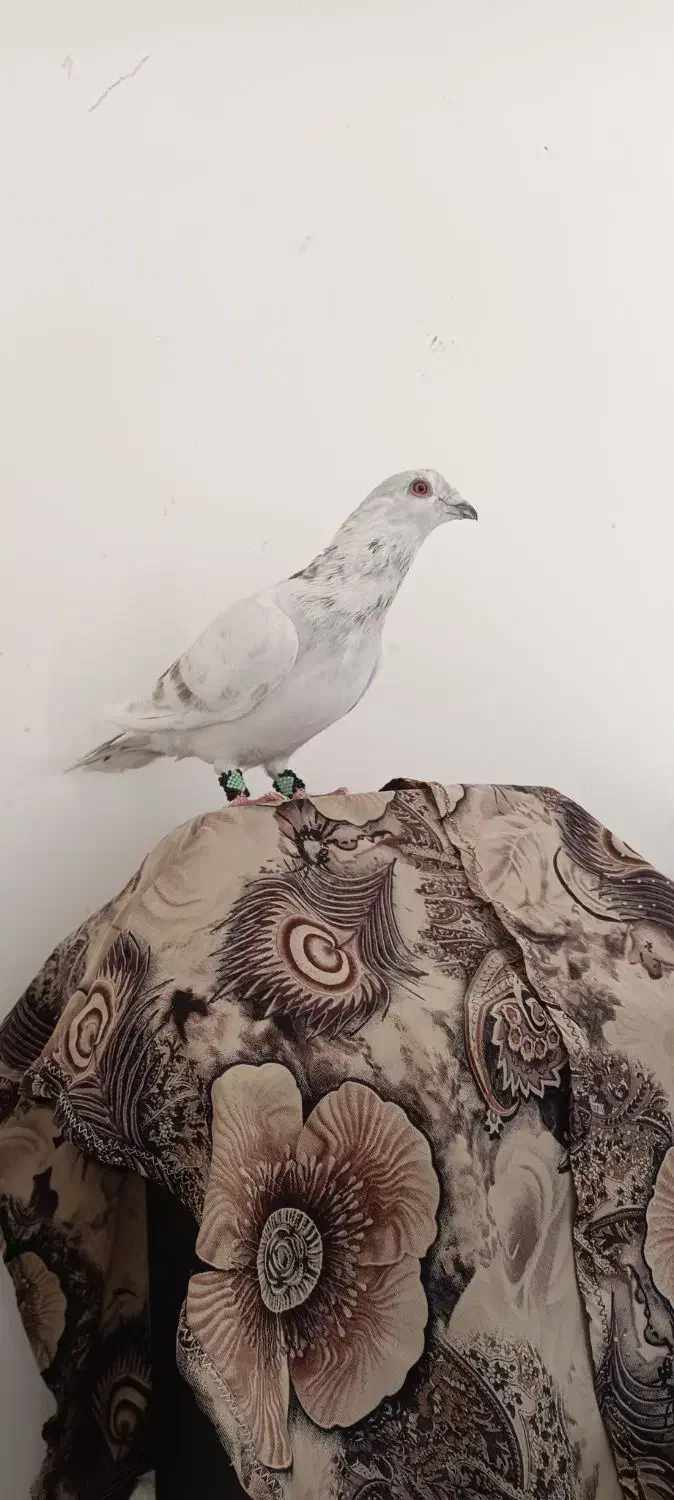 ساراوقون|پرنده|ملکآباد, |دیوار