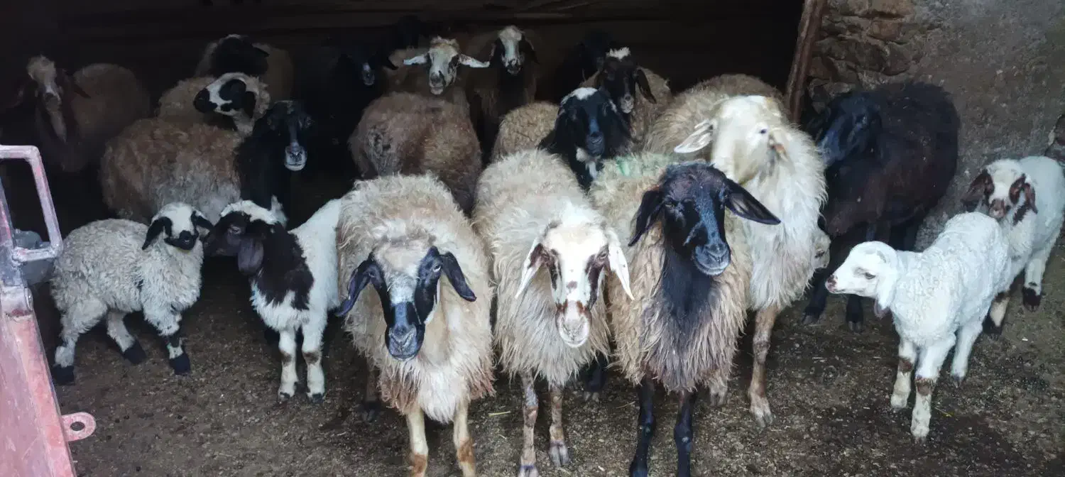 گوسفند|حیوانات مزرعه|مریوان, |دیوار