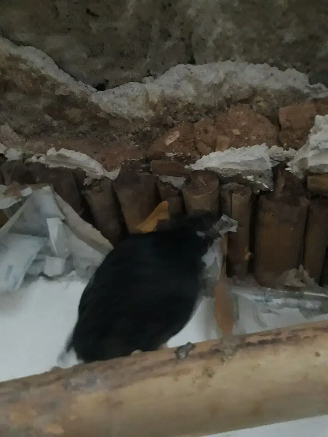 مرغ های گلچین شده در نورآباد ممسنی|حیوانات مزرعه|رستم, |دیوار