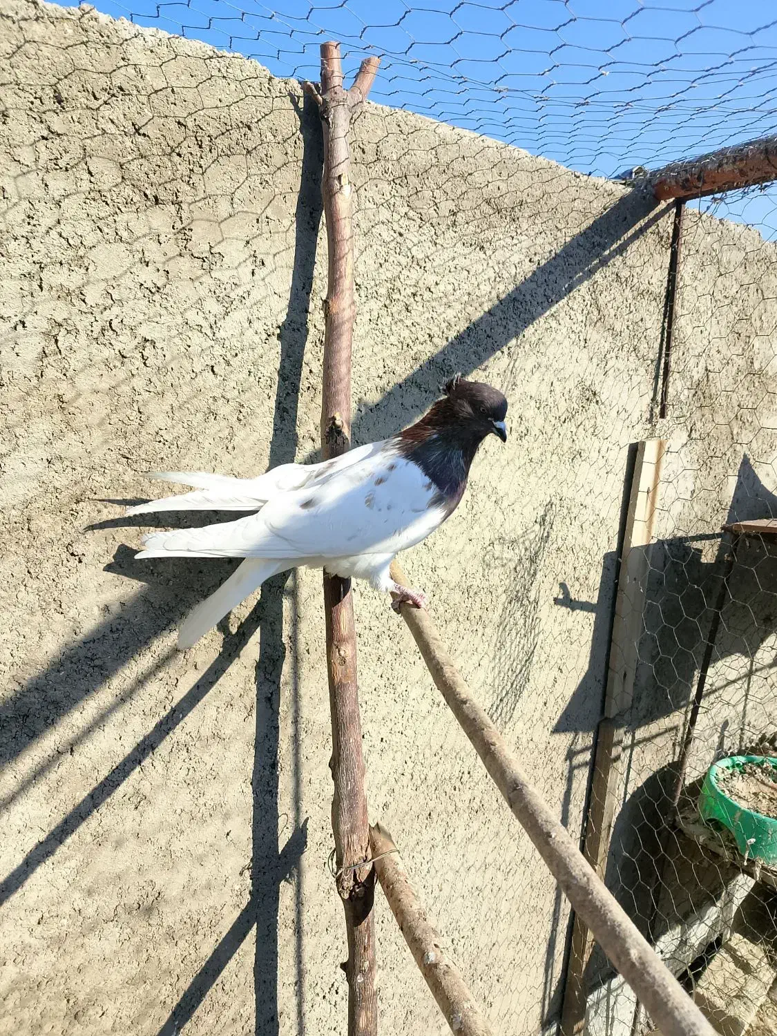 کله قرمز نر فروشی|پرنده|صائین قلعه, |دیوار