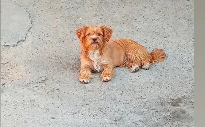 پاکوتا ماده|سگ|مراغه, |دیوار