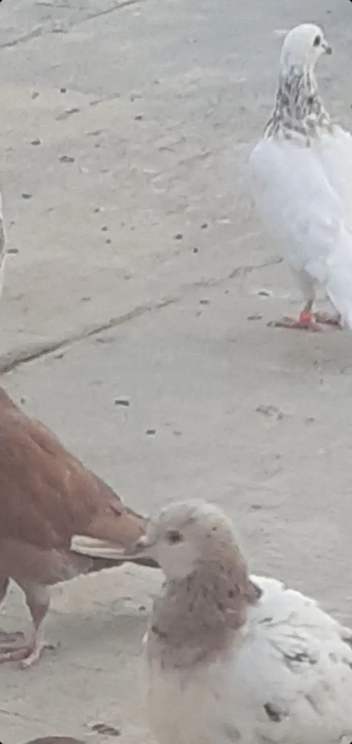 کفتر|پرنده|آران و بیدگل, |دیوار