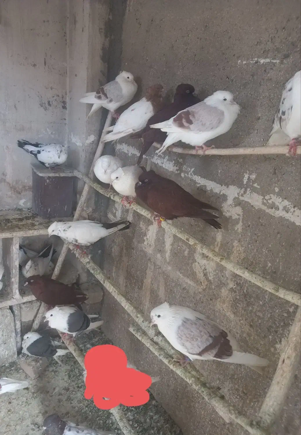 ی کله کفتی|پرنده|بروجرد, |دیوار