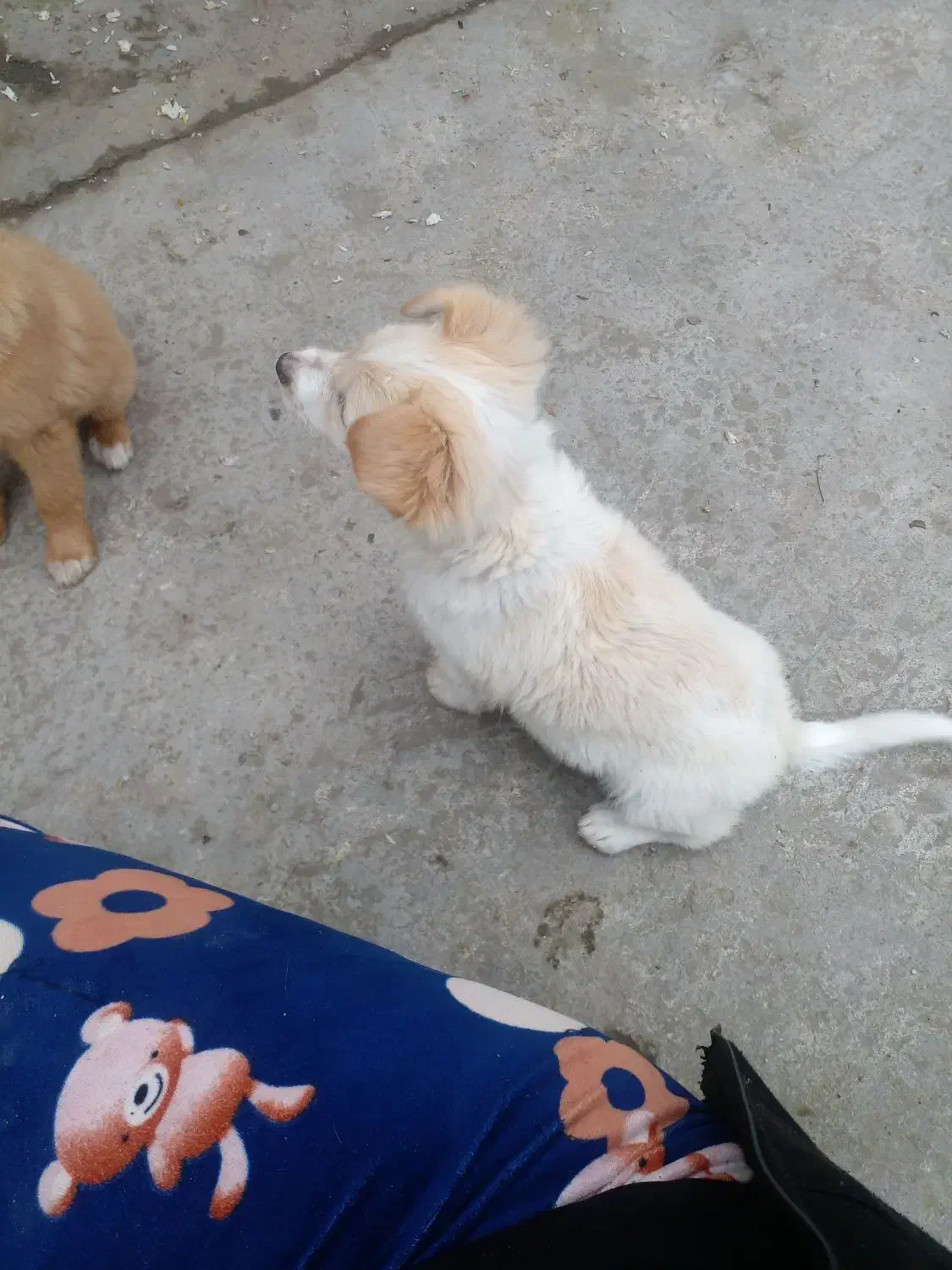 حیوان خانگی|سگ|آستانه اشرفیه, |دیوار