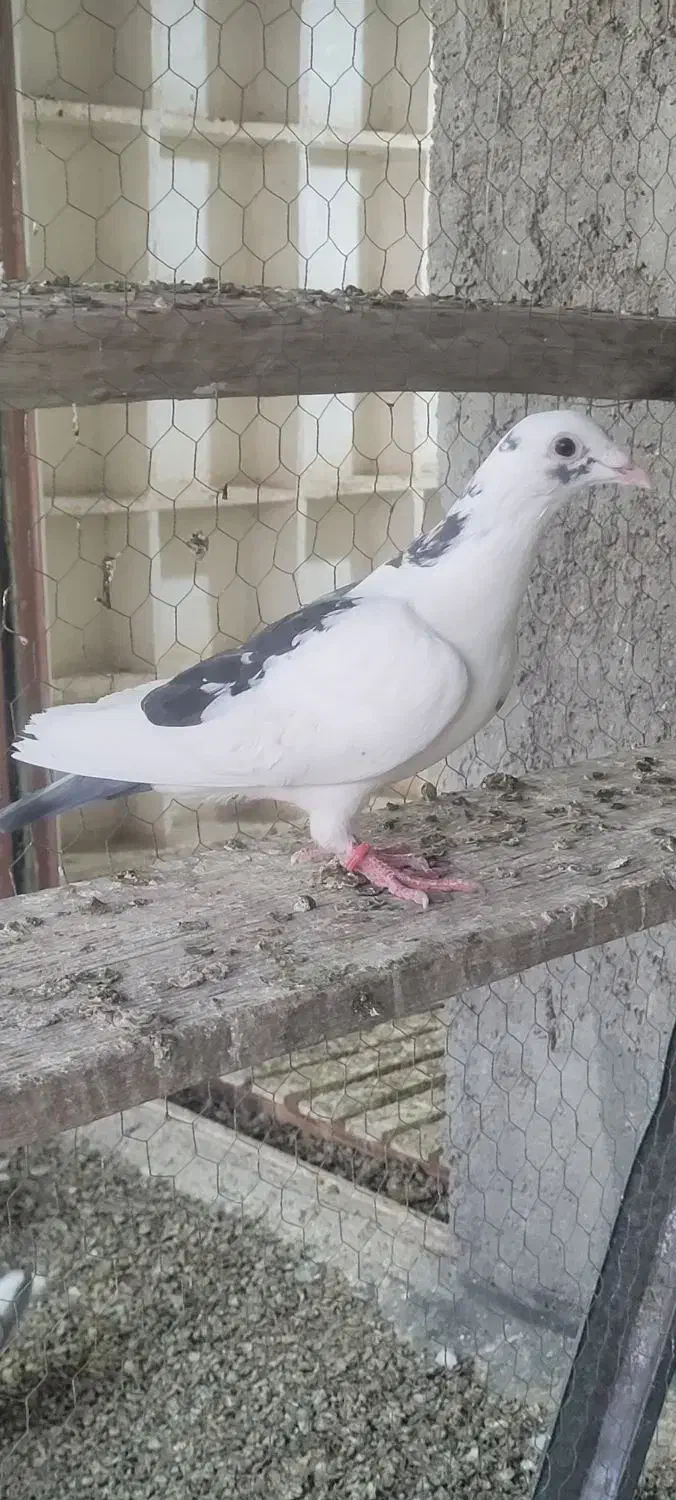 نر دورگ|پرنده|لالی, |دیوار