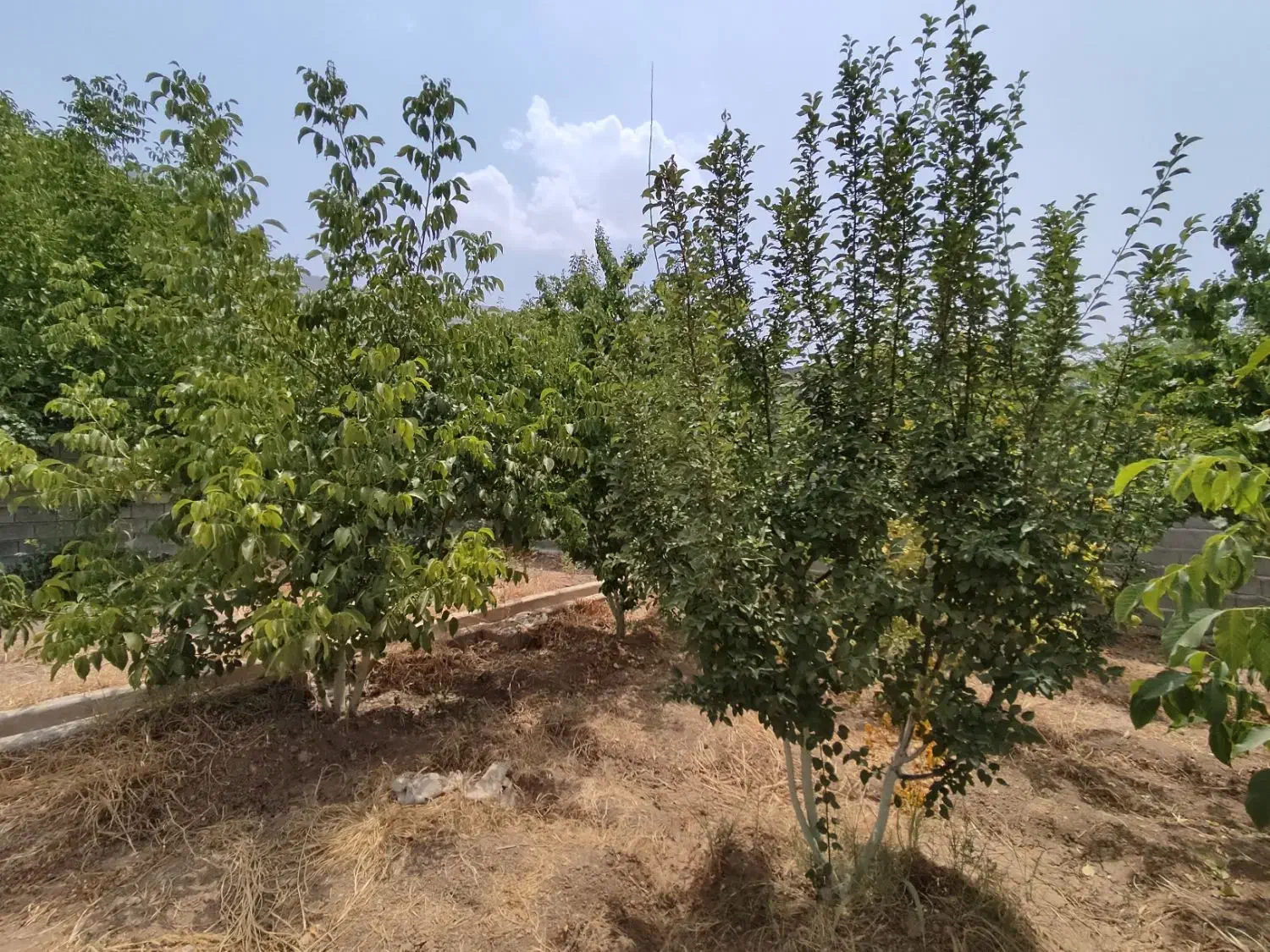 باغ شهری|فروش زمین و ملک کلنگی|سیدان, |دیوار