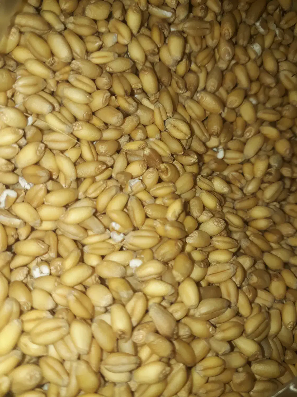 بذر گندم|خدمات باغبانی و درختکاری|گنبد کاووس, |دیوار