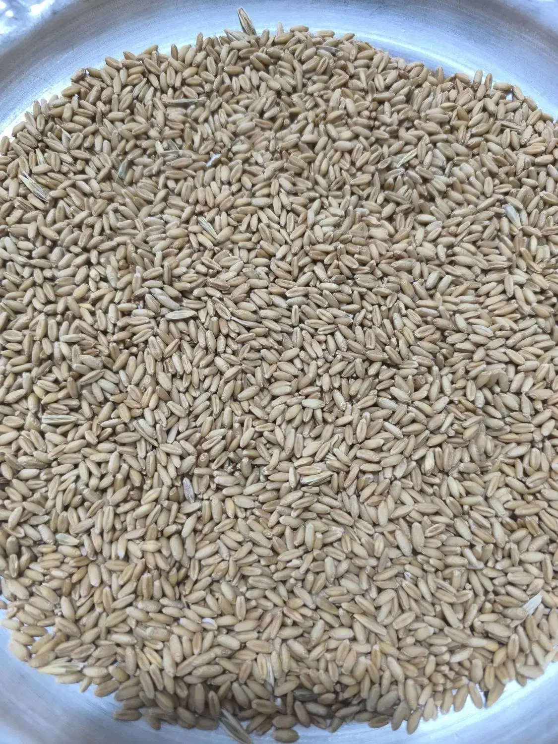 بذر گندم دیم بوجاری شده|خدمات باغبانی و درختکاری|خرم‌آباد, |دیوار